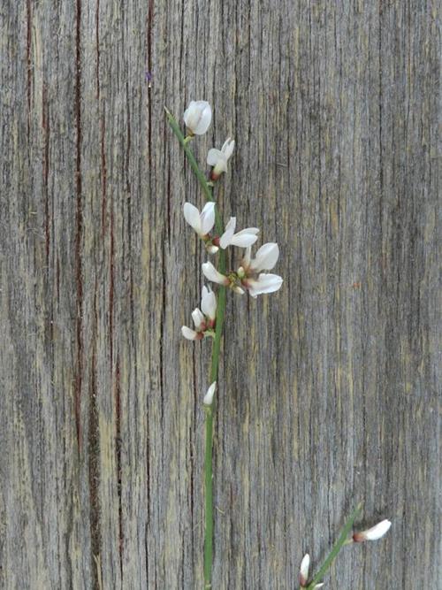 WHITE GINESTRA